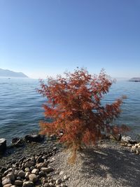 Tree by sea against clear sky