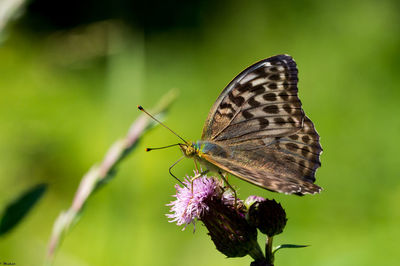 Butterfly perching on thistle bud