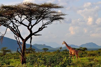 View of tree on field against sky