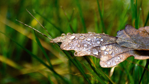 Close-up of raindrops on grass