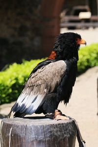 Close-up of bird perching outdoors