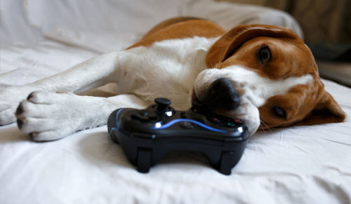 Dog lying on bed