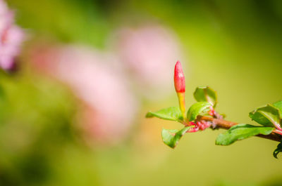 Fuchsia flower bud