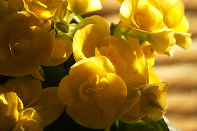 Close-up of yellow flower