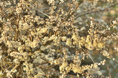 Close-up of flowers growing on tree