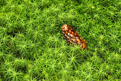 High angle view of pine cone on plants 