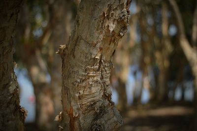 Close-up of tree trunk