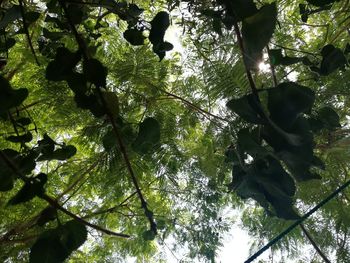 Low angle view of trees against sky