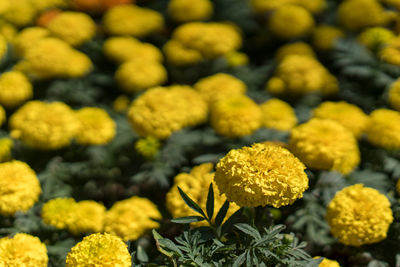 A round yellow flower of marigold in the foreground is in focus, the other flowers are out of focus.