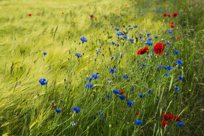 Close-up of poppy flowers on field