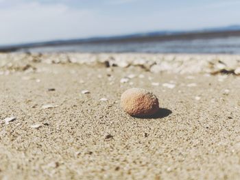 Close-up of shell on beach