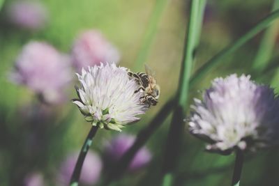 Close-up of bee on flower