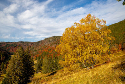 Plants growing on land against sky during autumn