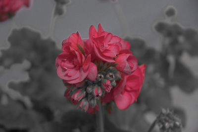 Close-up of pink rose against blurred background