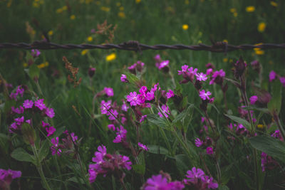 Close-up of pink flowering plants on field