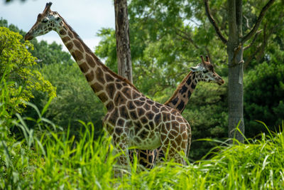 Giraffe in a forest