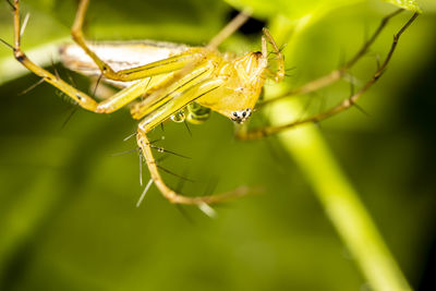 Close-up of spider on web