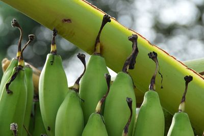 Close-up of banana tree against sky