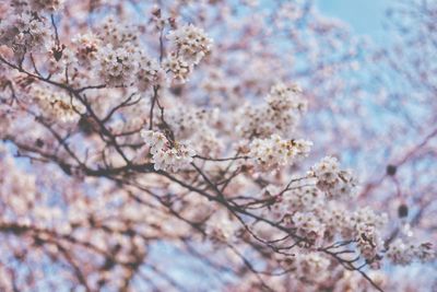 Low angle view of cherry blossoms against sky