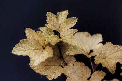 Close-up of maple leaves against black background