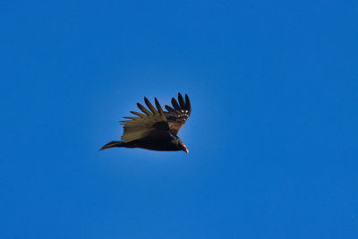 Low angle view of bird flying against clear blue sky