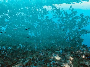 Fish swimming in sea