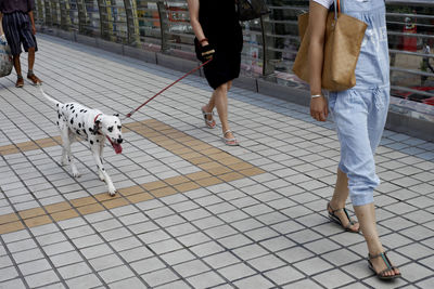 Low section of people walking on dog