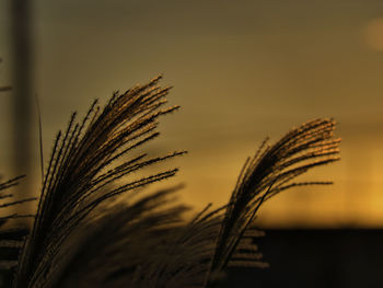 Close-up of stalks against sky at sunset