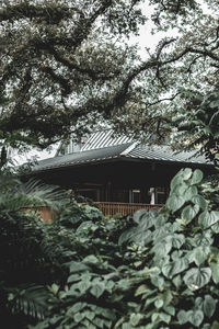 House amidst trees and plants in forest