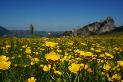 Close-up of yellow flowering plants on field against sky