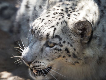 Close-up of snow leopard