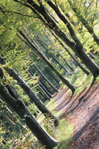 View of bamboo trees in forest
