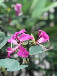 Close-up of pink flowers blooming outdoors