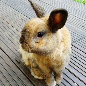 Close-up portrait of rabbit on wood