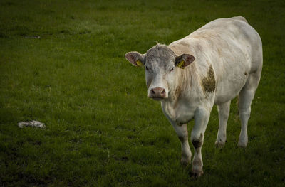 Cows grazing on field