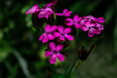 Close-up of pink flowering plant