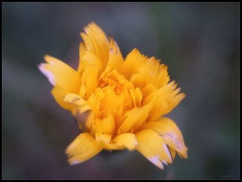 Close-up of yellow flower