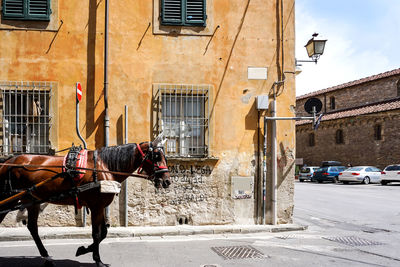 Horse on road against building