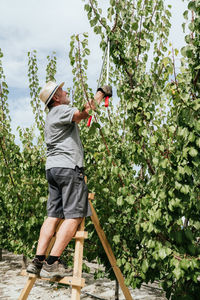 Full body elderly man in casual clothes and hat standing on ladder and cutting branches of apricot tree with pruner while working in orchard on sunny summer day