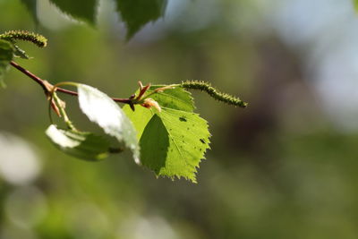 Close-up of insect on plant