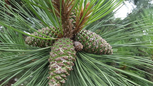 Close-up of pine tree