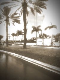 Palm trees by road against sky