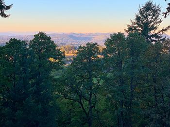 Trees growing in forest against sky during sunset