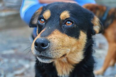 Close-up of dog looking away