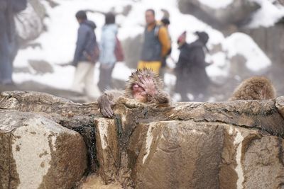 Japanese macaques in hot spring during winter