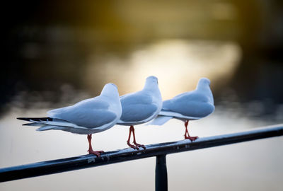 Seagull perching on railing