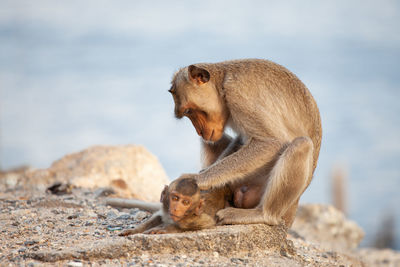 Monkey sitting on rock