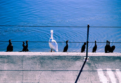Birds perching on retaining wall against sea