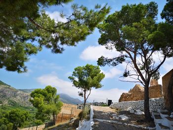 Low angle view of trees against sky
