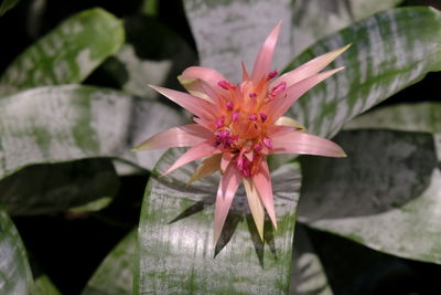 Close-up of pink lotus water lily